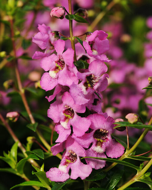 Serenita Lavender Pink Compact Angelonia Color Code: 251c-252c PAS 2013, #APL220 Bloom Detail, Seed Photo: Mark Widhalm, 04.10 Santa Paula SerenitaLavPink_02.tif ANG10-10013.jpg