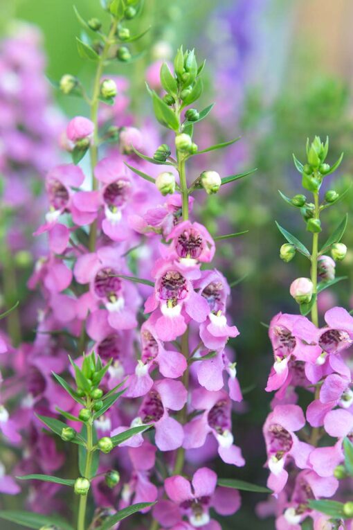 Pink-Summer-Snapdragon-Angelonia-angustifolia-Flowers-Growing-in-the-Garden