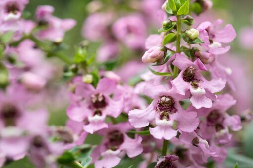 Pink-Summer-Snapdragon-Angelonia-angustifolia-Growing-in-the-Garden